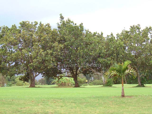 パリゴルフコースのフェアウェイ沿いの樹木