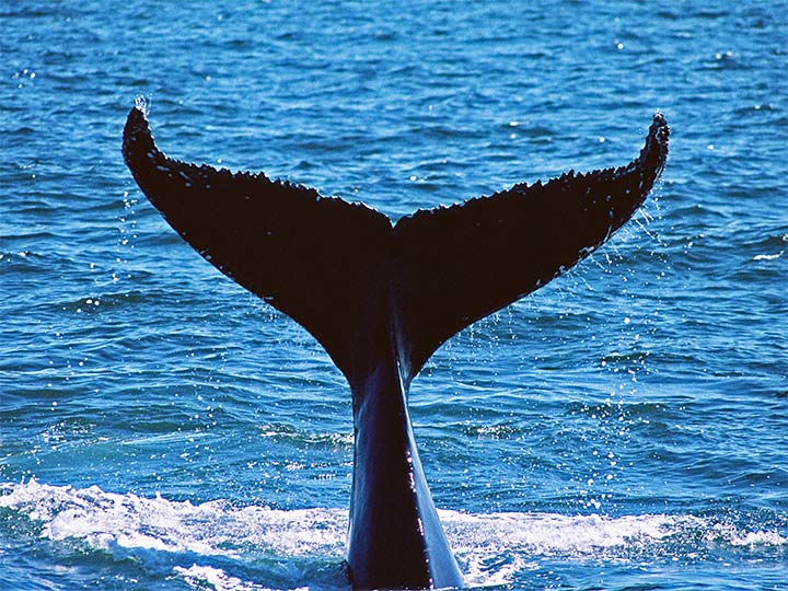 ザトウクジラの尾